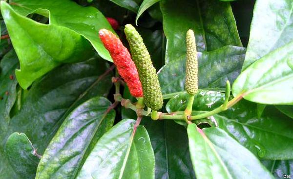 Cabe Jawa Bangkitkan Gairah