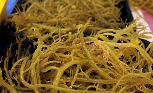 Rumput Laut Kuatkan Jantung